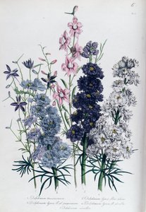 Delphiniums, deska 3 z 